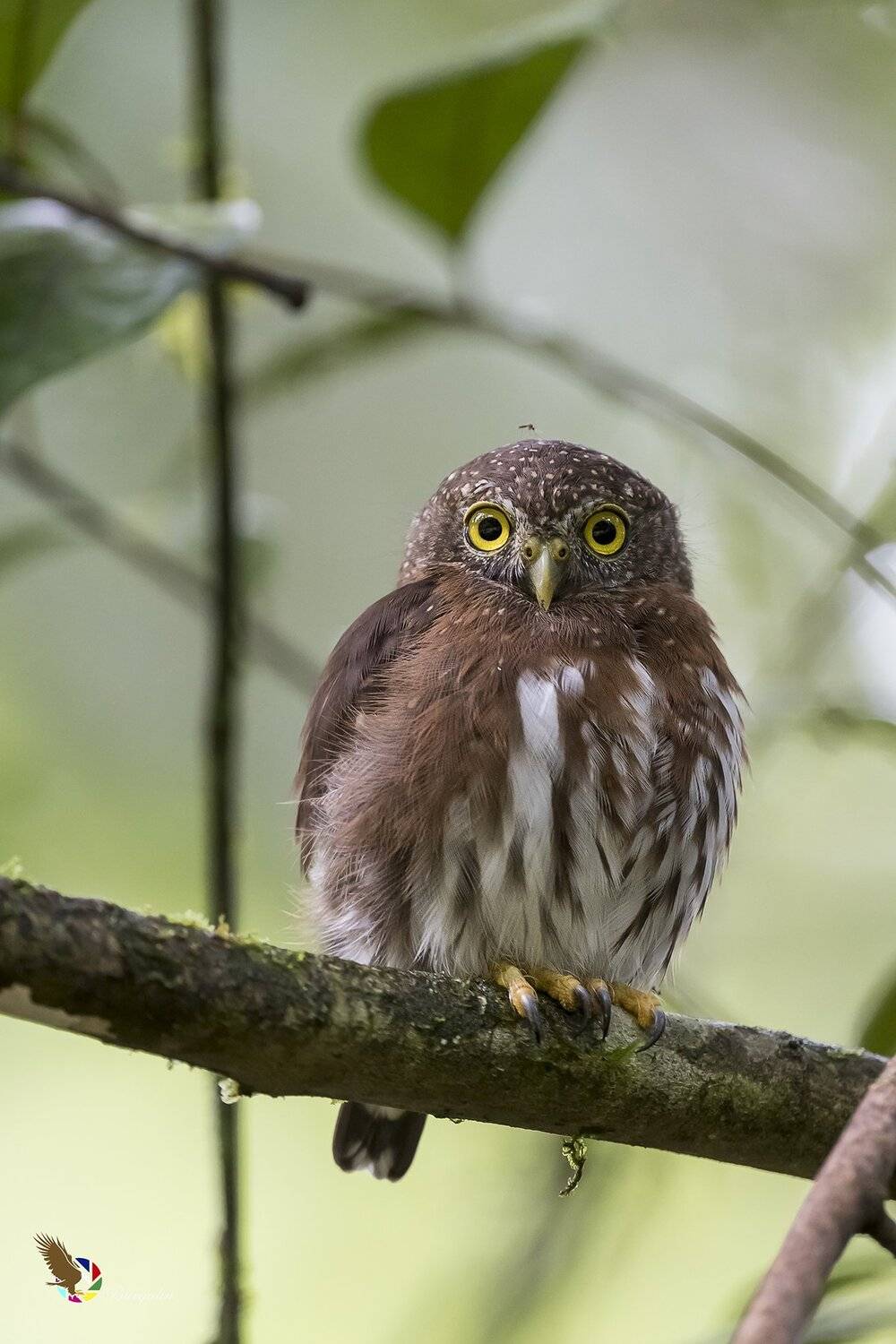 Central American Pygmy-Owl (Glaucidium griseiceps) Mochuelo Enano R. Автор: Fernando Burgalin Sequeira , Fernando Burgalin Sequeira