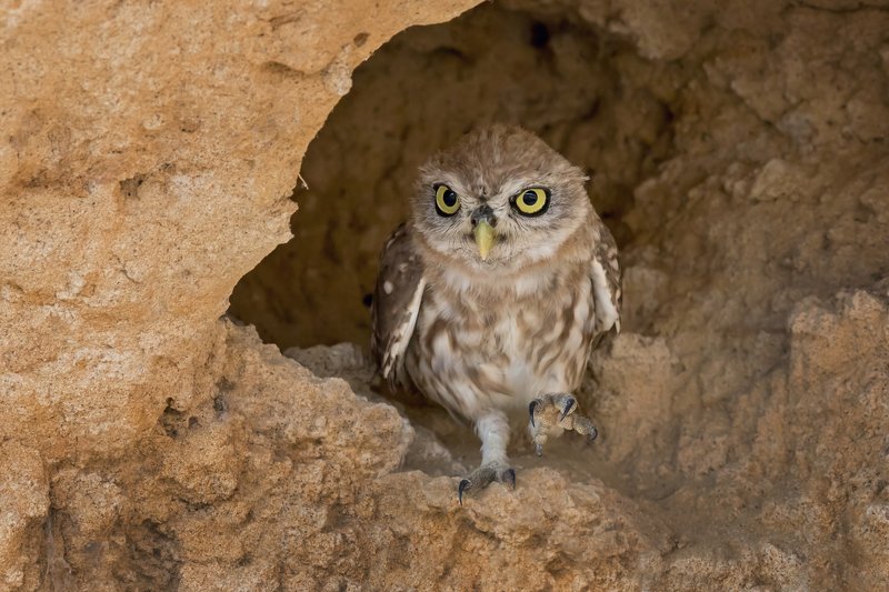 ПётрРогов#фотограф#фотоохота#дикаяприрода#орнитология#птицы#птичьяобсерватория#Израиль#Иерусалим#canon5dmarkiii#canon600mmf4#birdsobservatory#birds#nature#Israel#Jerusalem#сыч#утро#owl#домовойсыч# Сыч photo preview