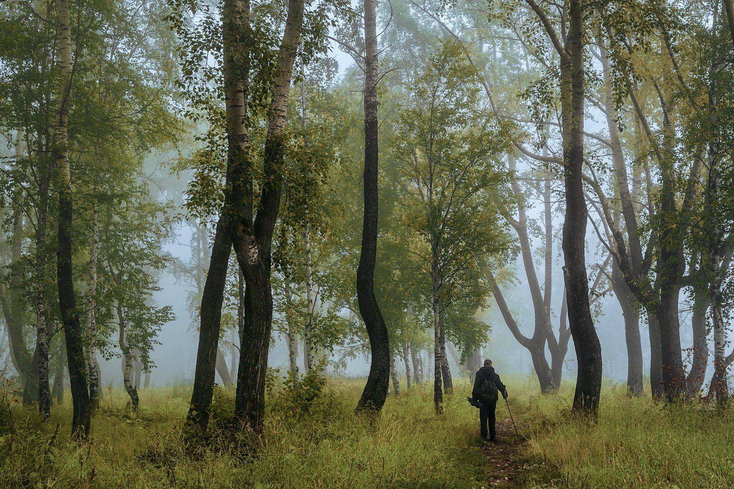 осень, сентябрь, лес, туман, утро, деревья, трава, человек, прохожий, Ра Вера