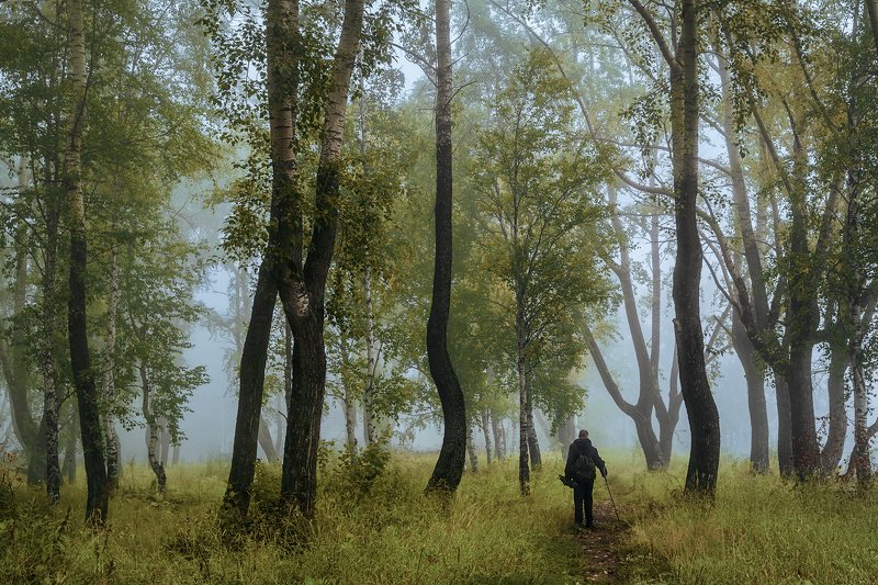 осень, сентябрь, лес, туман, утро, деревья, трава, человек, прохожий Недвижим утренний туманphoto preview