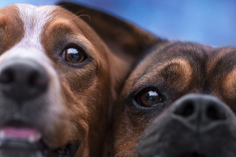 Brittany Spaniel Hunter & Frankyphoto preview