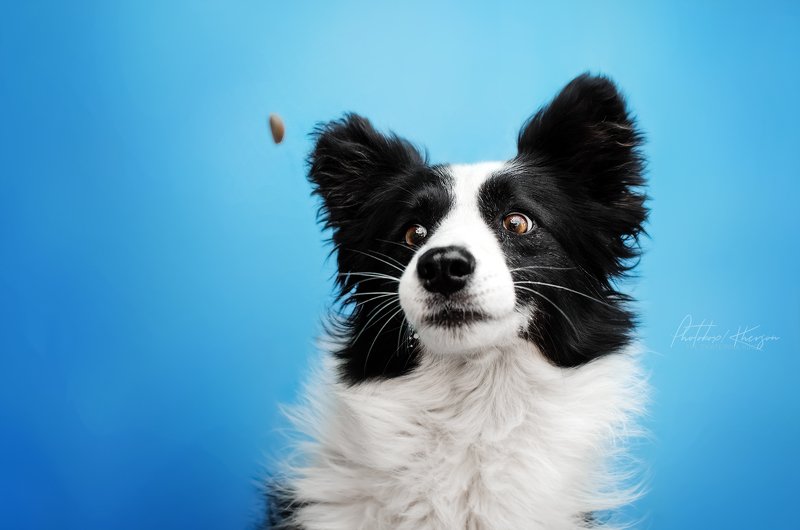 собака, анималистика, портрет Моментphoto preview