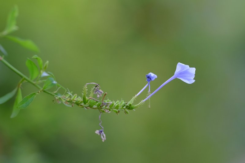nature flowers #001photo preview