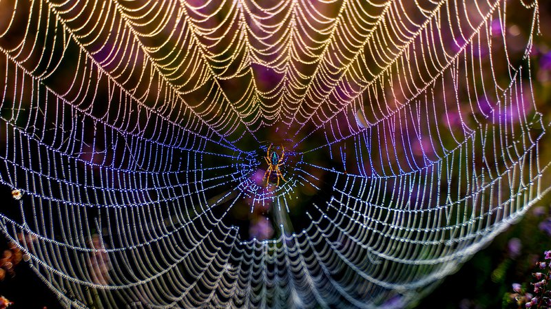 SPIDER фото превью