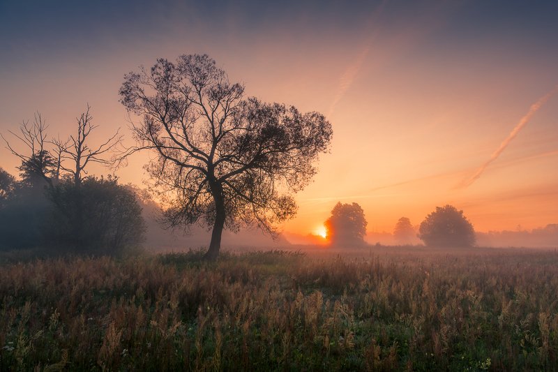 morning, sunrise, tree, meadow, foggy, Morningphoto preview