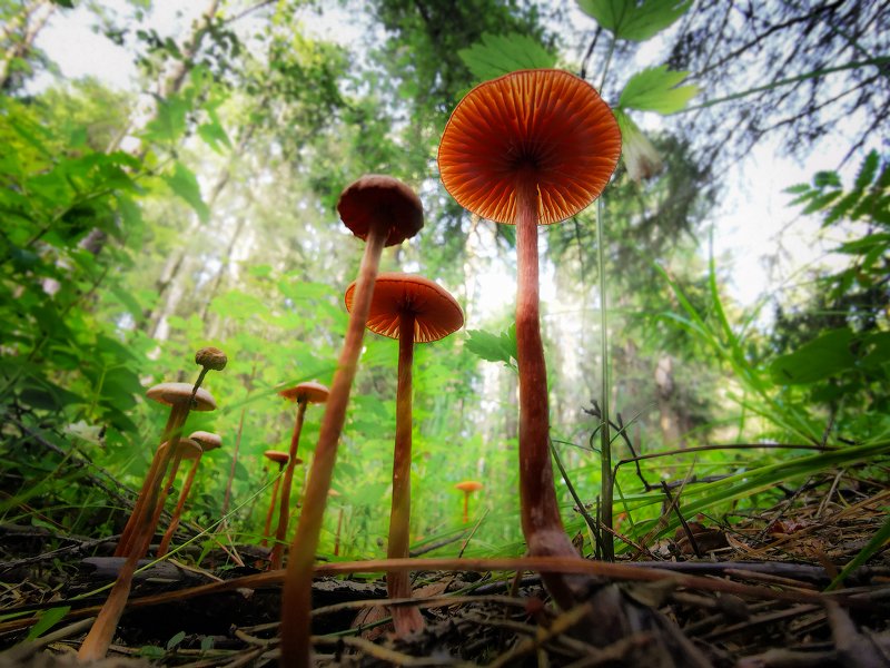 macro, macrophotography, microworld, mushroom, макро, макрофотография Alice in Wonderlandphoto preview