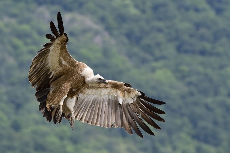 птицы birds Griffon vulturephoto preview