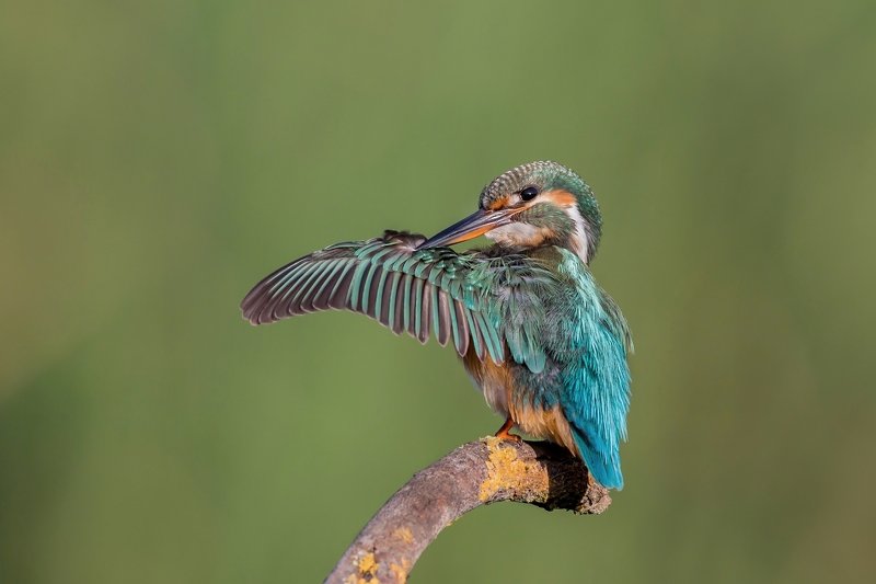 ПётрРогов,фотограф,орнитология,Израиль,фотоохота,canon5dmarkiii,canon600mmf4,birds,ornitology,nature,Israel,дикаяприрода,kingfisher,wildnature,Иерусалим,Jerusalem,wildnaturephotography,обыкновенныйзимородок,зимородок Обыкновенный зимородок photo preview