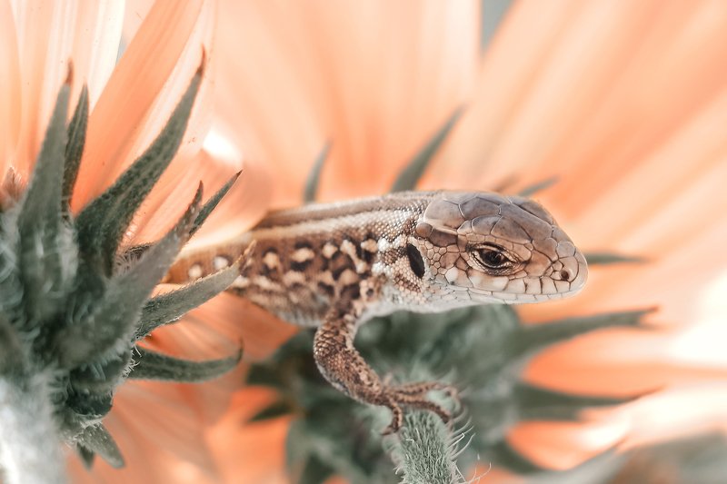 Портрет ящеркиphoto preview