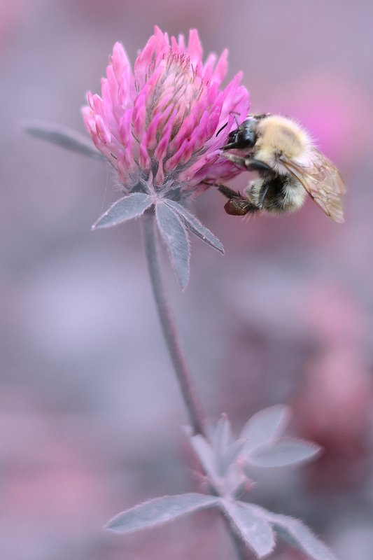 Осенний шмельphoto preview