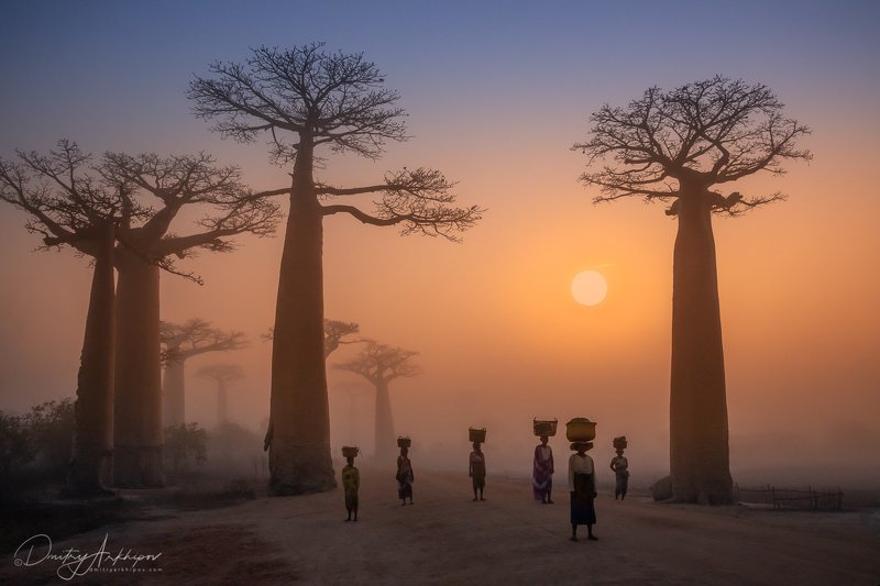 Аллея баобабов. Мадагаскар.photo preview