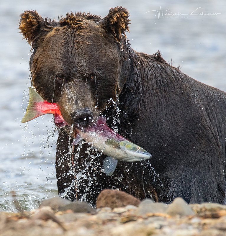 МАШКИНА ОХОТАphoto preview