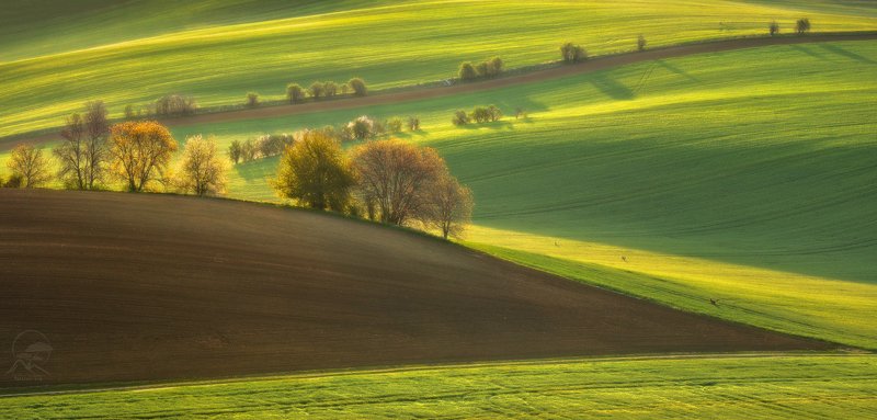 южная моравия, чехия, поля, косули, south moravia, czech republic \