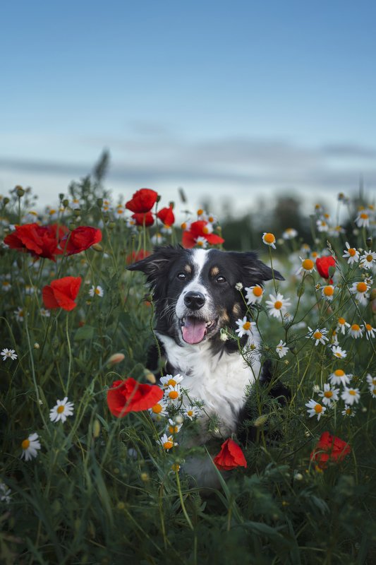 dog, bordercollie, poppies  Joy and poppies photo preview