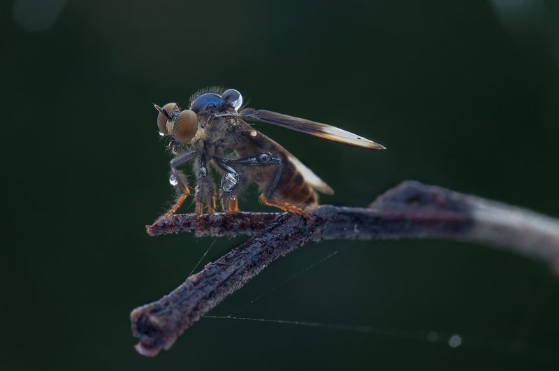 #macro#colors#robberfly Robberfly 190917Aphoto preview