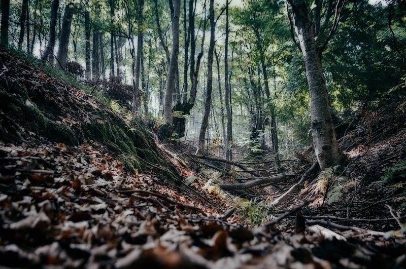 forest, landscape, trees, nature, autumn, лес, пейзаж, деревья, природа, осень Forest landscapephoto preview