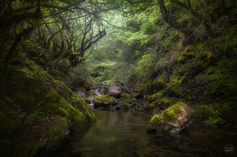 черногория, мртвица, река, лес Весна в каньоне реки Мртвицаphoto preview