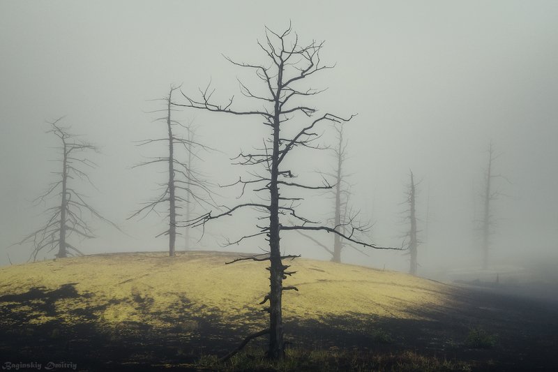 Мёртвый лесphoto preview