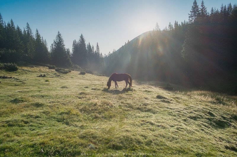 #landscape, #nature, #scenery, #forest, #wood, #autumn, #mist, #misty, #fog, #foggy, #river, #waterfall, #longexposure, #mountain, #vitosha, #bulgari, #aтуман, #лес, #oсень photo preview