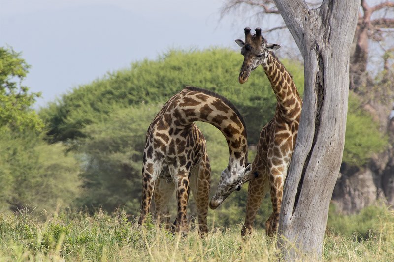 tarangire, tanzania Мужские игрыphoto preview