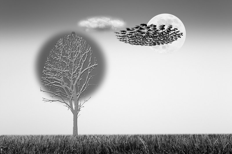 art, b&w, collage, composing, concept, conceptual,  digital, digital-art, editing, photography, photo-collage, surreal, surrealism, Physique de la Poésie #2photo preview