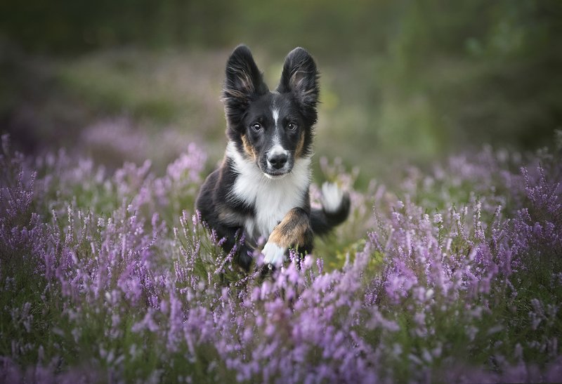 Australian shepherd, heather bush   Tuliphoto preview