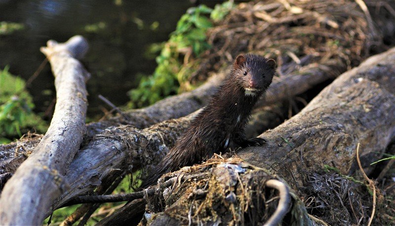 зверь,лапы,ветки,вода,мусор Кто там?photo preview