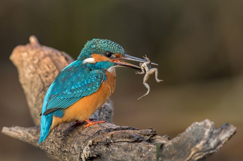 ПётрРогов,фотограф,орнитология,Израиль,фотоохота,canon5dmarkiii,canon600mmf4,birds,ornitology,nature,Israel,дикаяприрода,kingfisher,wildnature,Иерусалим,Jerusalem,wildnaturephotography,обыкновенныйзимородок,зимородок Обыкновенный зимородок с добычей photo preview