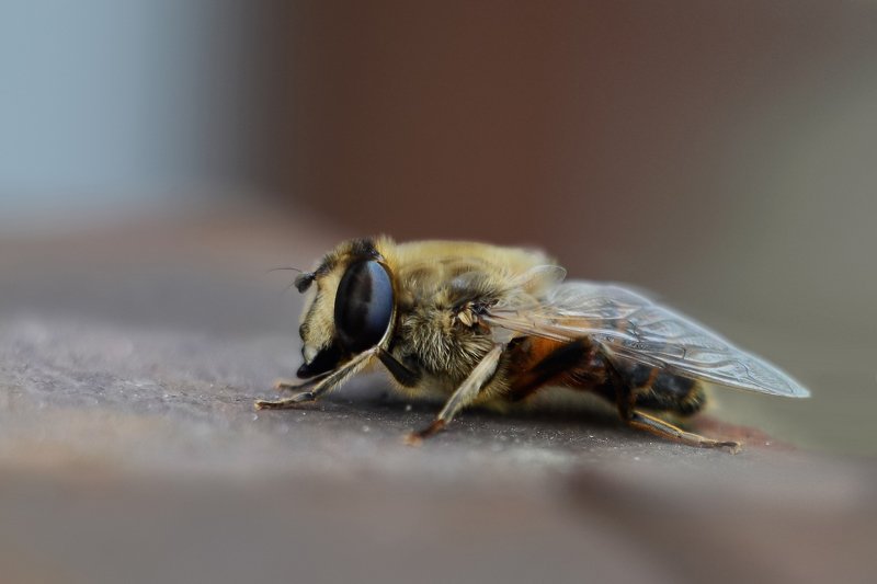 Отдых пчелыphoto preview