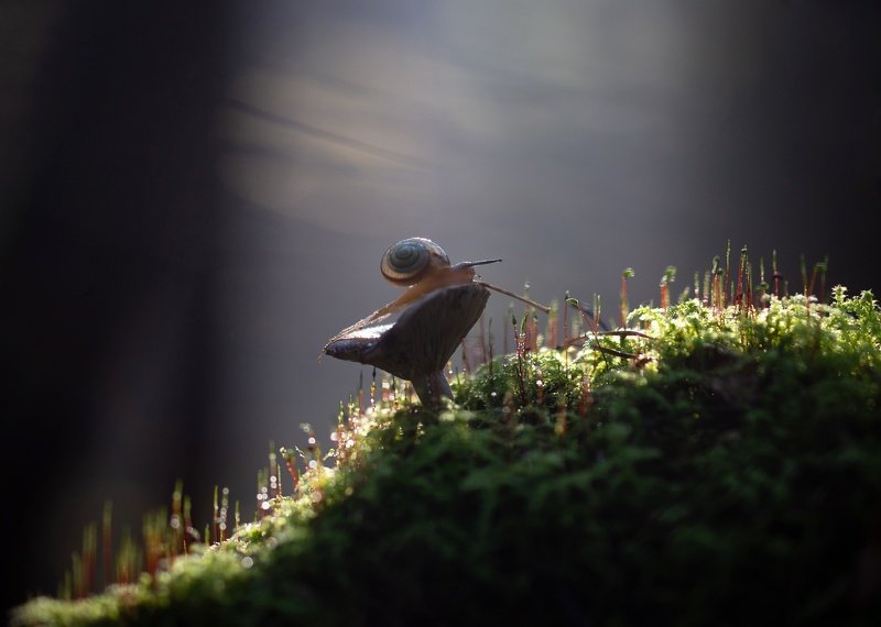 рассвет, тепло, лес, улитка, гриб, природа Тёплый свет...photo preview