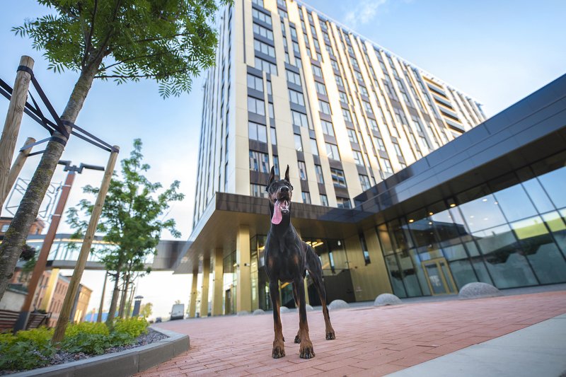 doberman, dog Diva and the Cityphoto preview