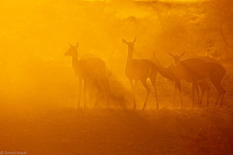 Springbokphoto preview