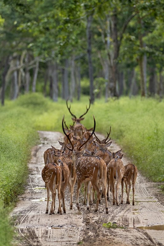 Wild About WildLife photo preview