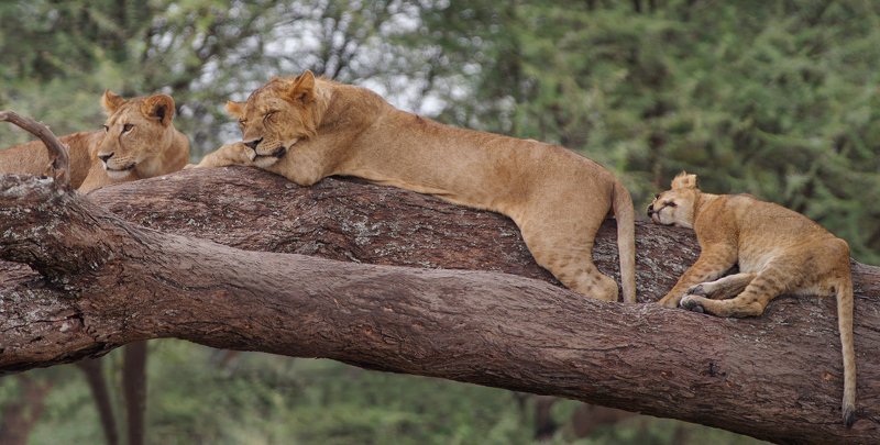 tarangire,  tanzania Обеденный перерыв льваphoto preview