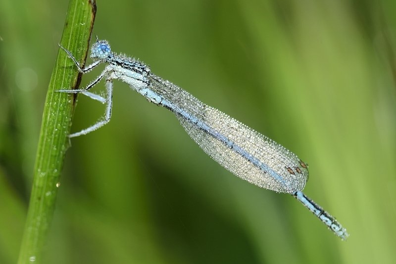 Zygopteraphoto preview