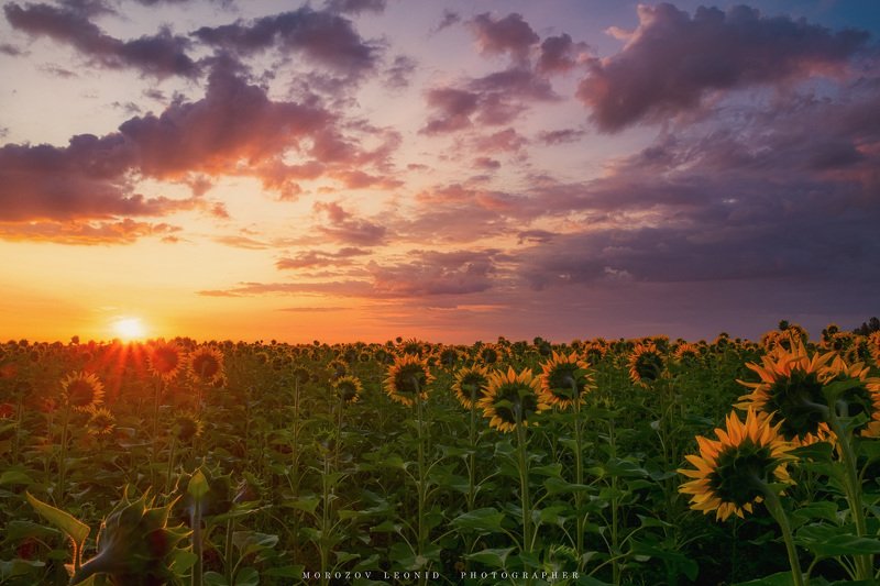 #landscape, #nature, #scenery, #forest, #wood, #autumn, #mist, #misty, #fog, #foggy, #river, #waterfall, #longexposure, #mountain, #vitosha, #bulgari, #aтуман, #лес, #oсень photo preview