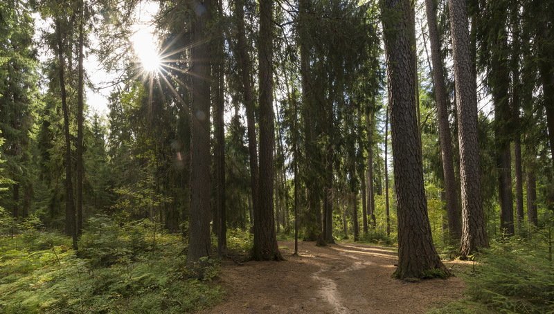 Лидуловская лиственничная рощаphoto preview