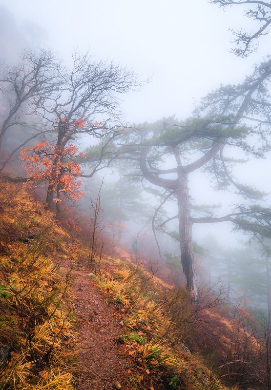 Уходящим в туман...photo preview