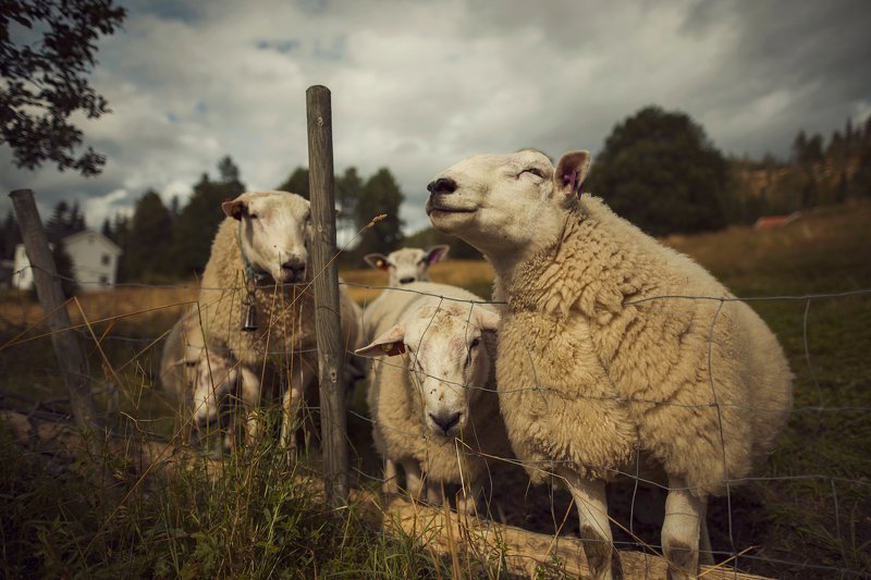 природа, животные, норвегия, овечки Овечкиphoto preview