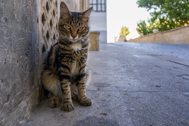 Что тебе надо, человек?photo preview