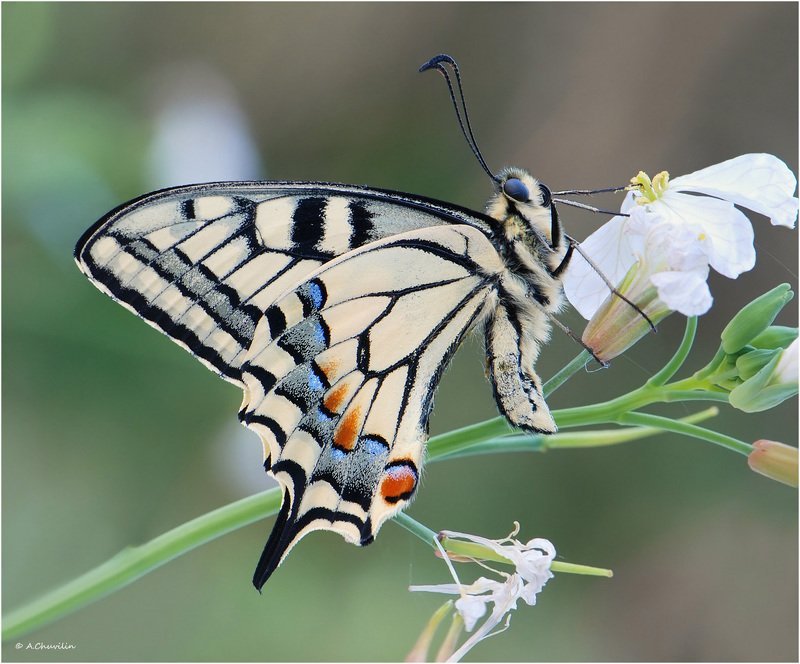 бабочка,махаон,линии,графичность Графичность махаона фото превью