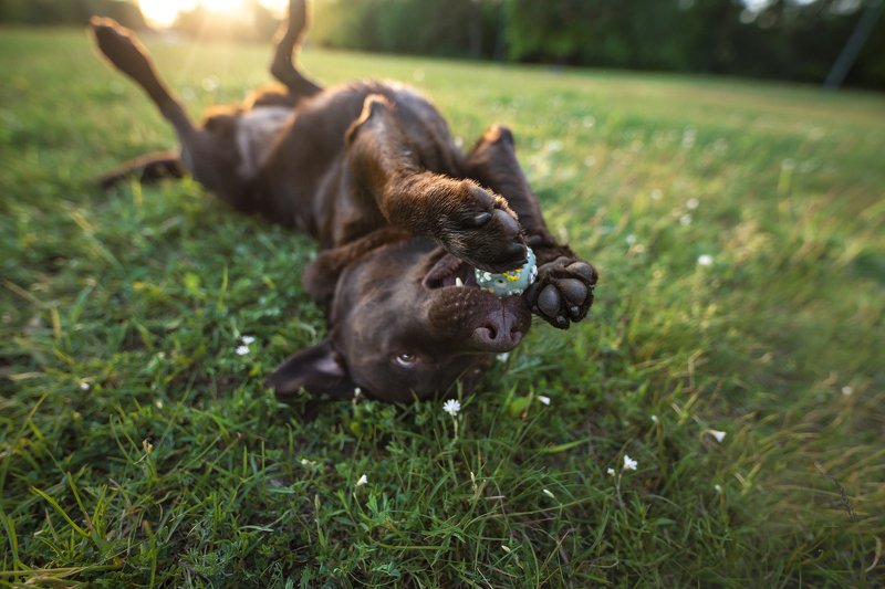 Labrador retriever, dog  Lottaphoto preview