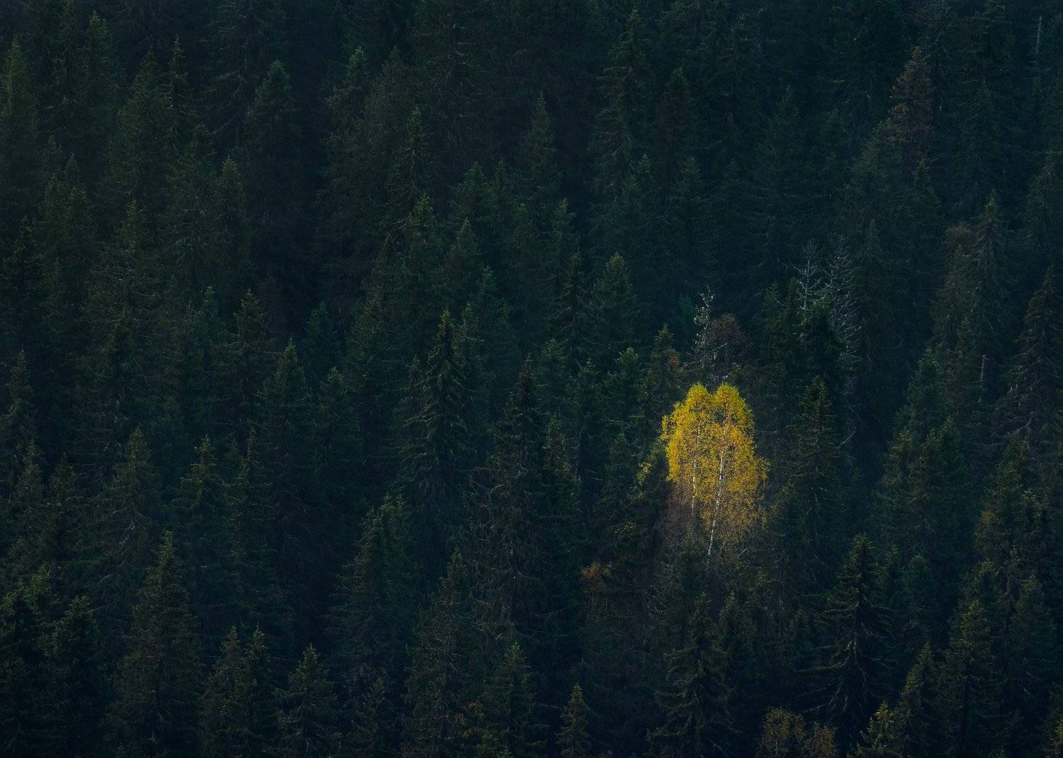 , Кирилл Кузнецов