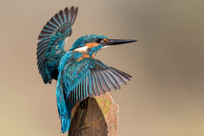 ПётрРогов,фотограф,орнитология,Израиль,фотоохота,canon5dmarkiii,canon600mmf4,birds,ornitology,nature,Israel,дикаяприрода,kingfisher,wildnature,Иерусалим,Jerusalem,wildnaturephotography,обыкновенныйзимородок,зимородок Зимородок обыкновенный photo preview