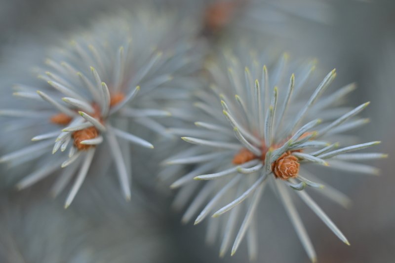 Лапы сосныphoto preview