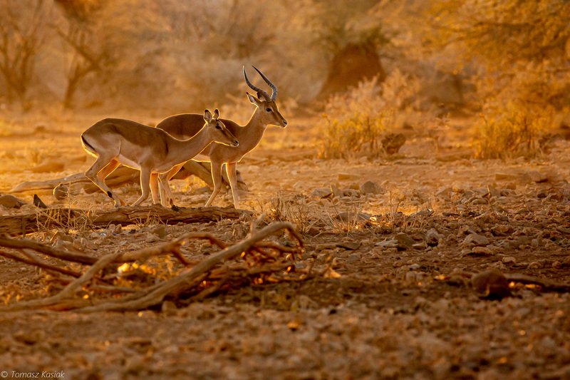 Springbok IIphoto preview