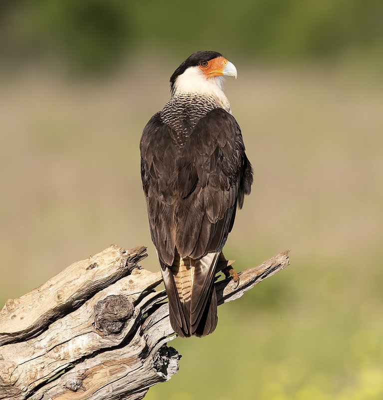 каракара, crested caracara, caracara, tx, texas, хищные птицы Обыкновенная каракара - Crested Caracaraphoto preview