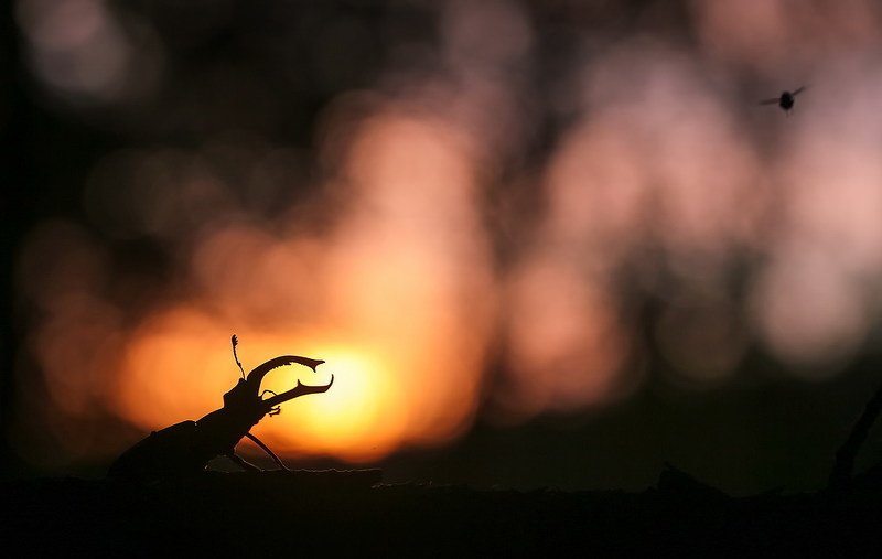 ...и муха не пролетитphoto preview