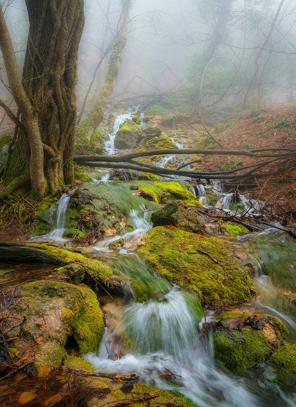 Лесная река.photo preview