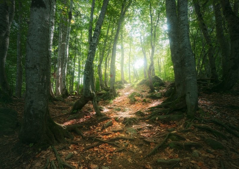 домбай, кавказ, лес В лесах Домбаяphoto preview